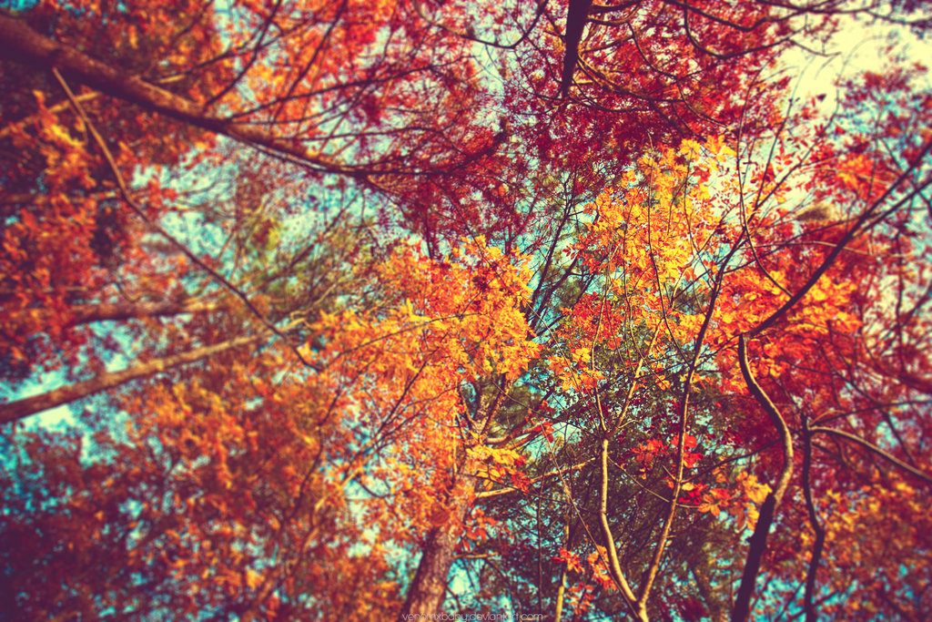 Fall Leaves Pictures Wallpaper Cute Backgrounds 1024x683 Teahub Io - Fall Leaves Wallpaper Desktop