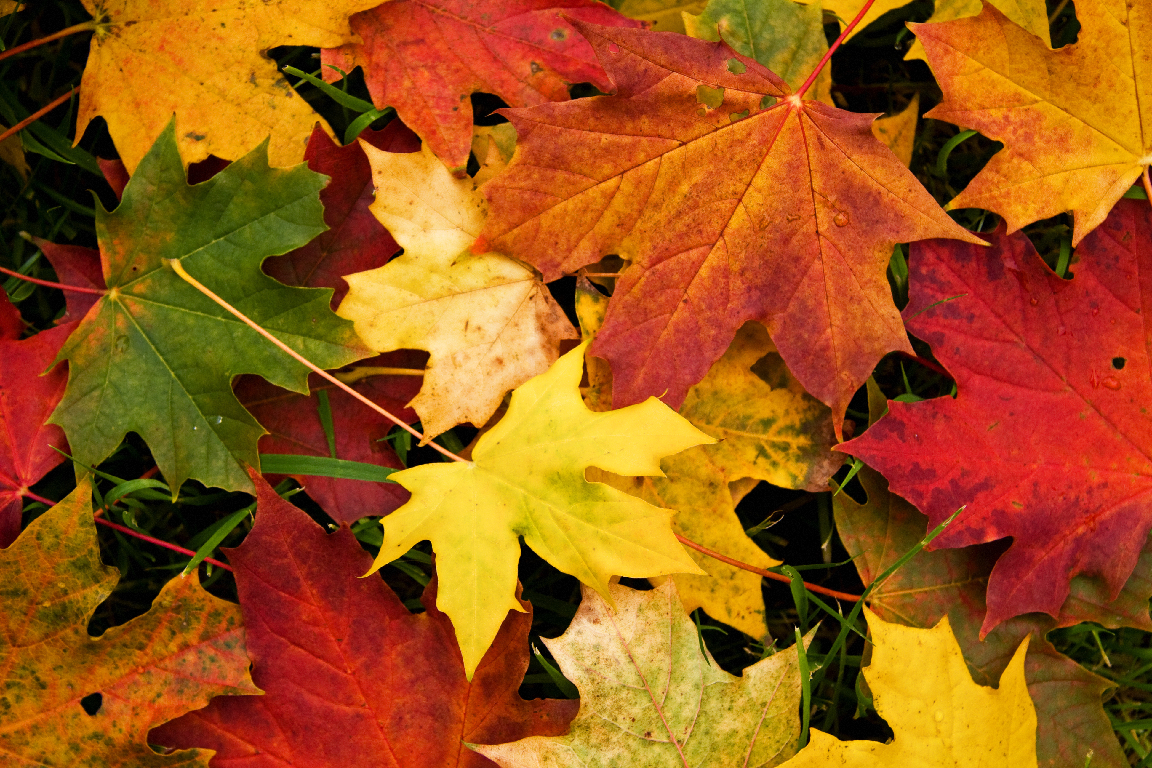 Autumn Leaves Wallpaper - HD Wallpaper 