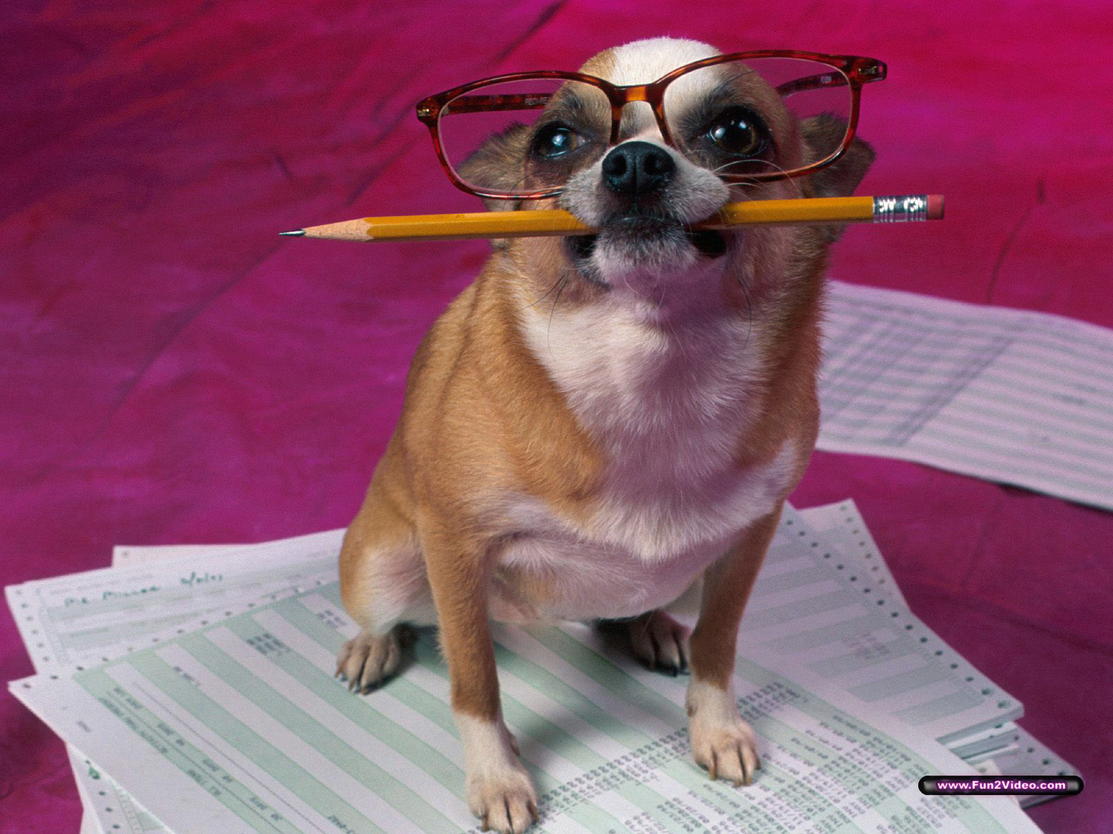 Smart Dog - HD Wallpaper 