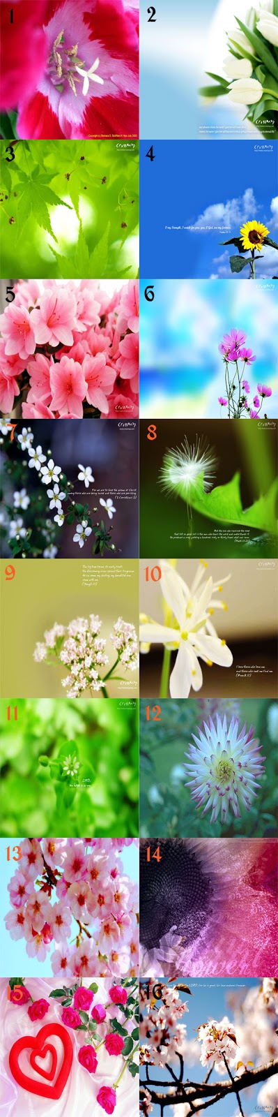 Jasmine - HD Wallpaper 