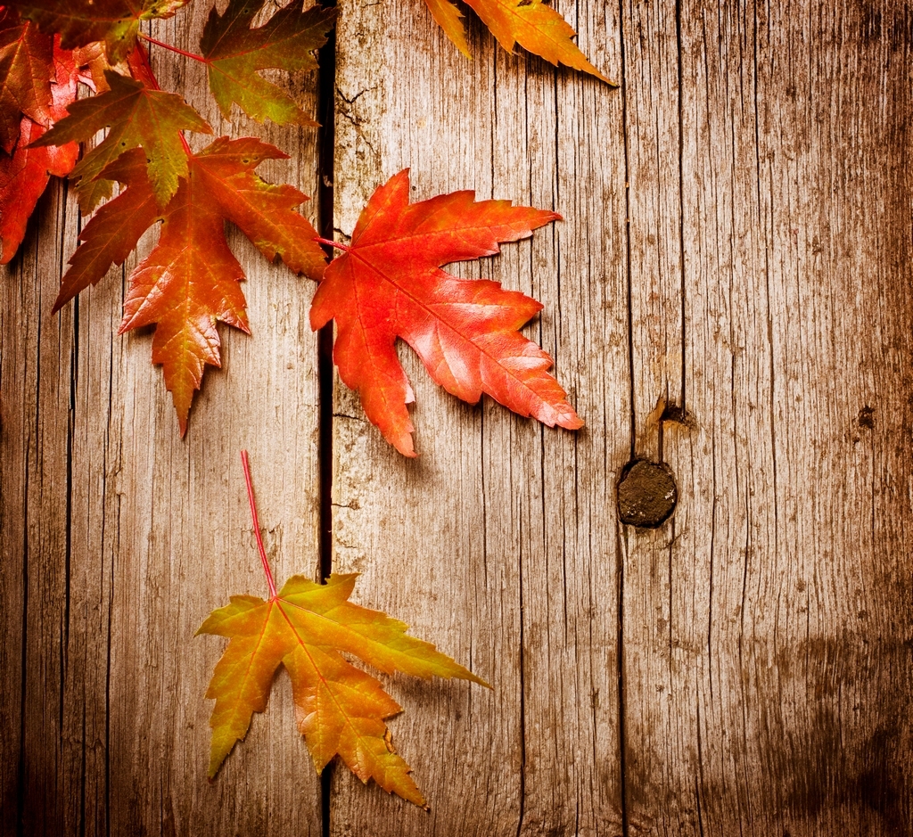 Autumn Leaves - HD Wallpaper 