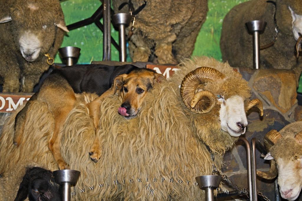 Photo Funny Sheep Dog Agrodome Rotorua - Funny Sheep Dog - HD Wallpaper 