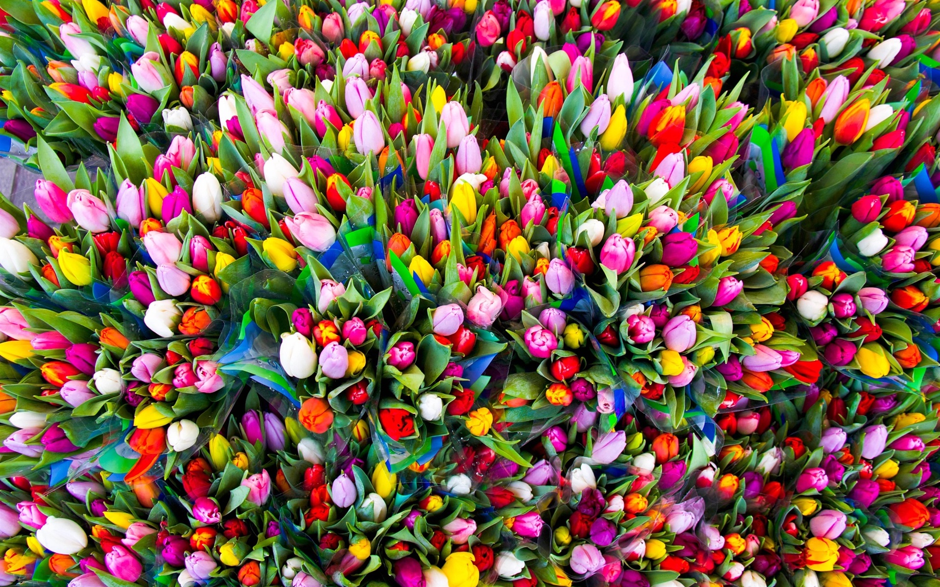 Wallpaper Many Tulips, Colorful Flowers, Congratulations - HD Wallpaper 