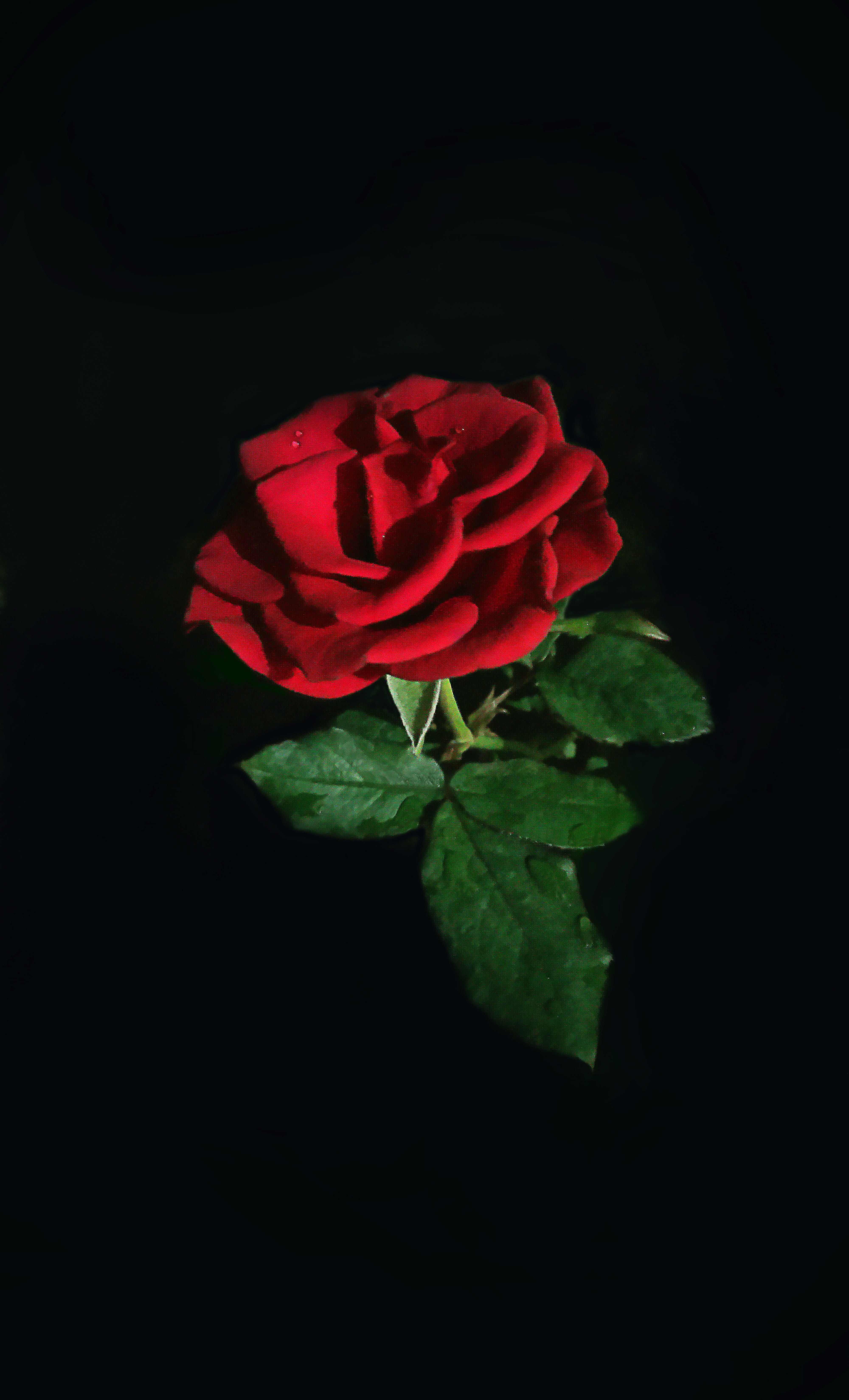 Rose - HD Wallpaper 