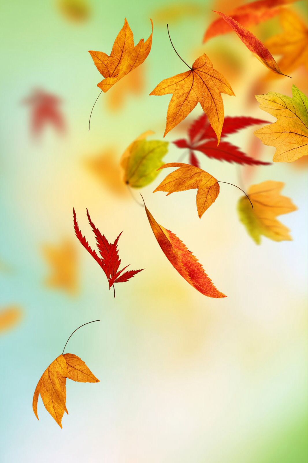 Fall Leaves Phone Background - HD Wallpaper 