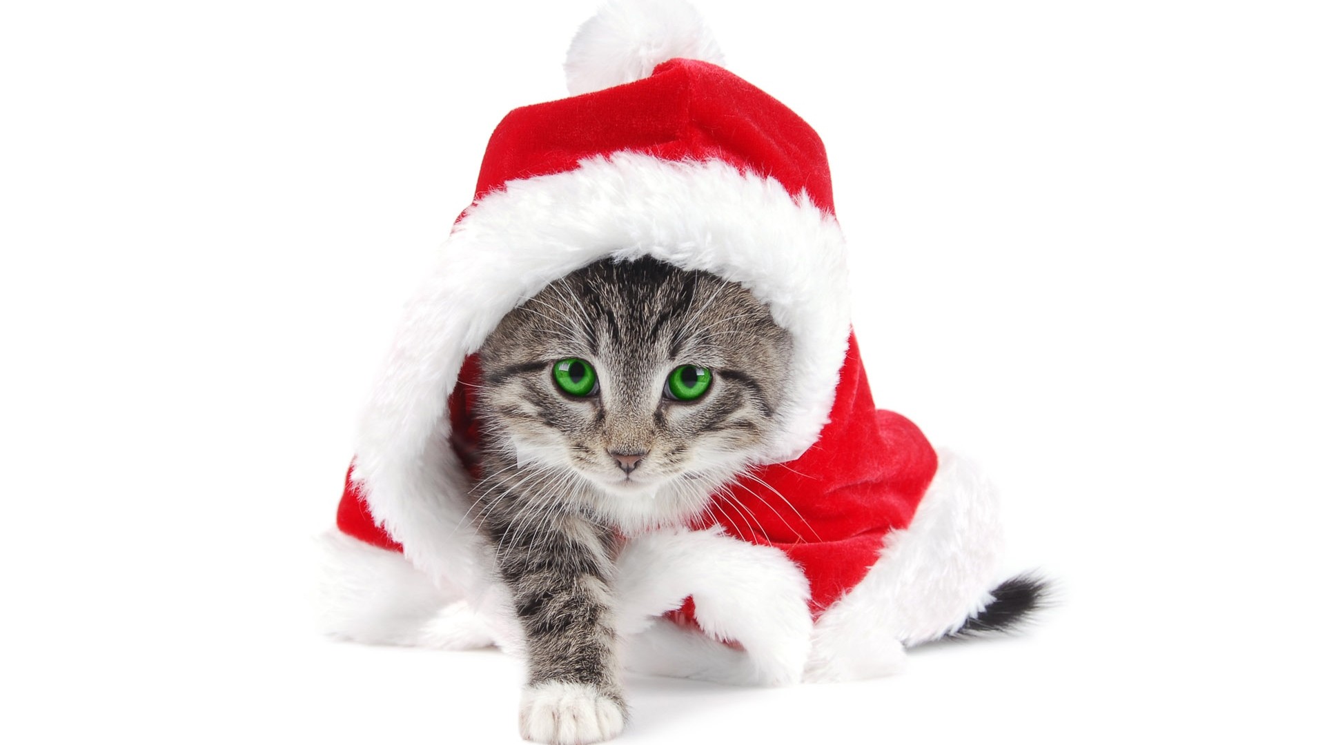 Christmas Kitties - HD Wallpaper 