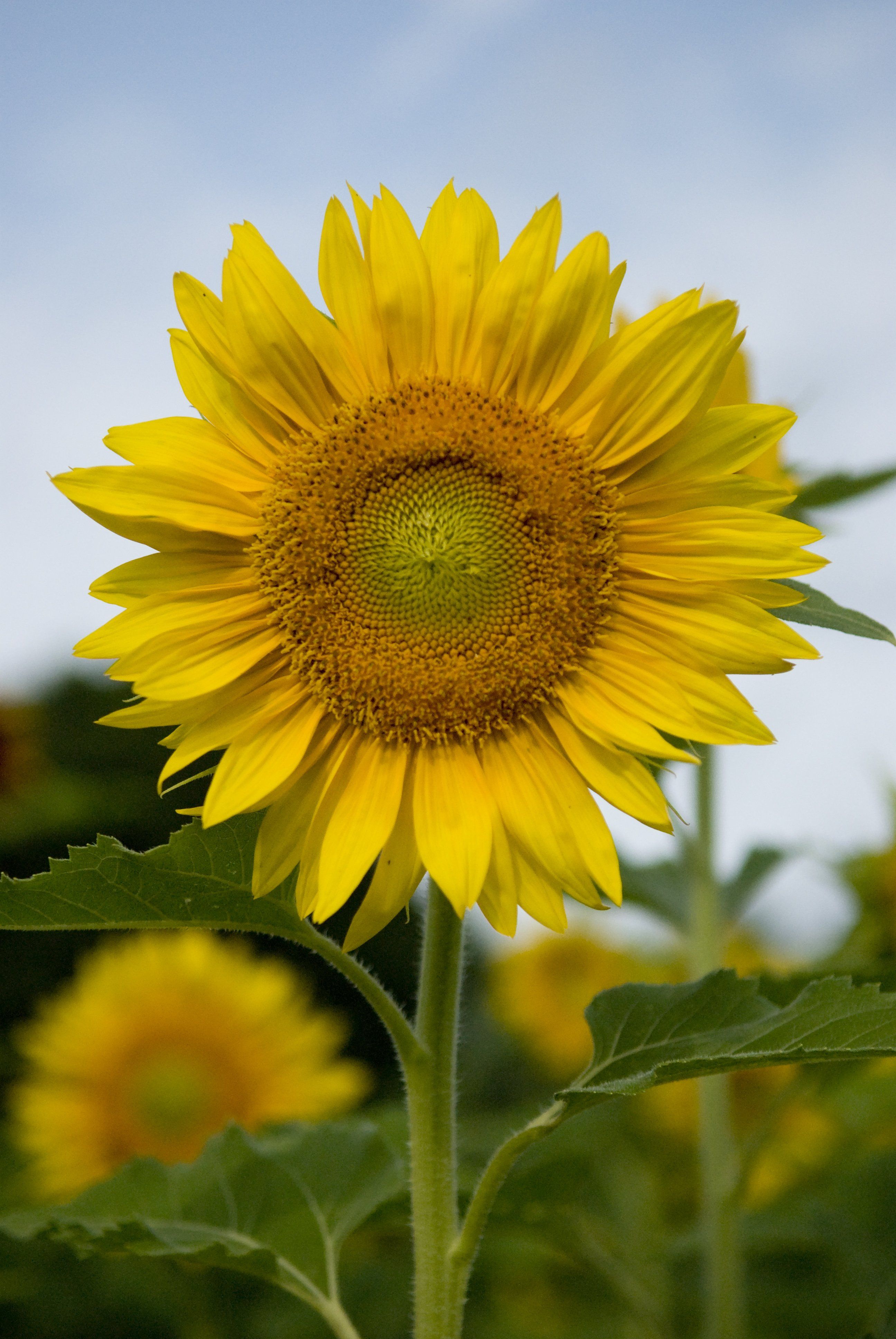 Sunflower - HD Wallpaper 