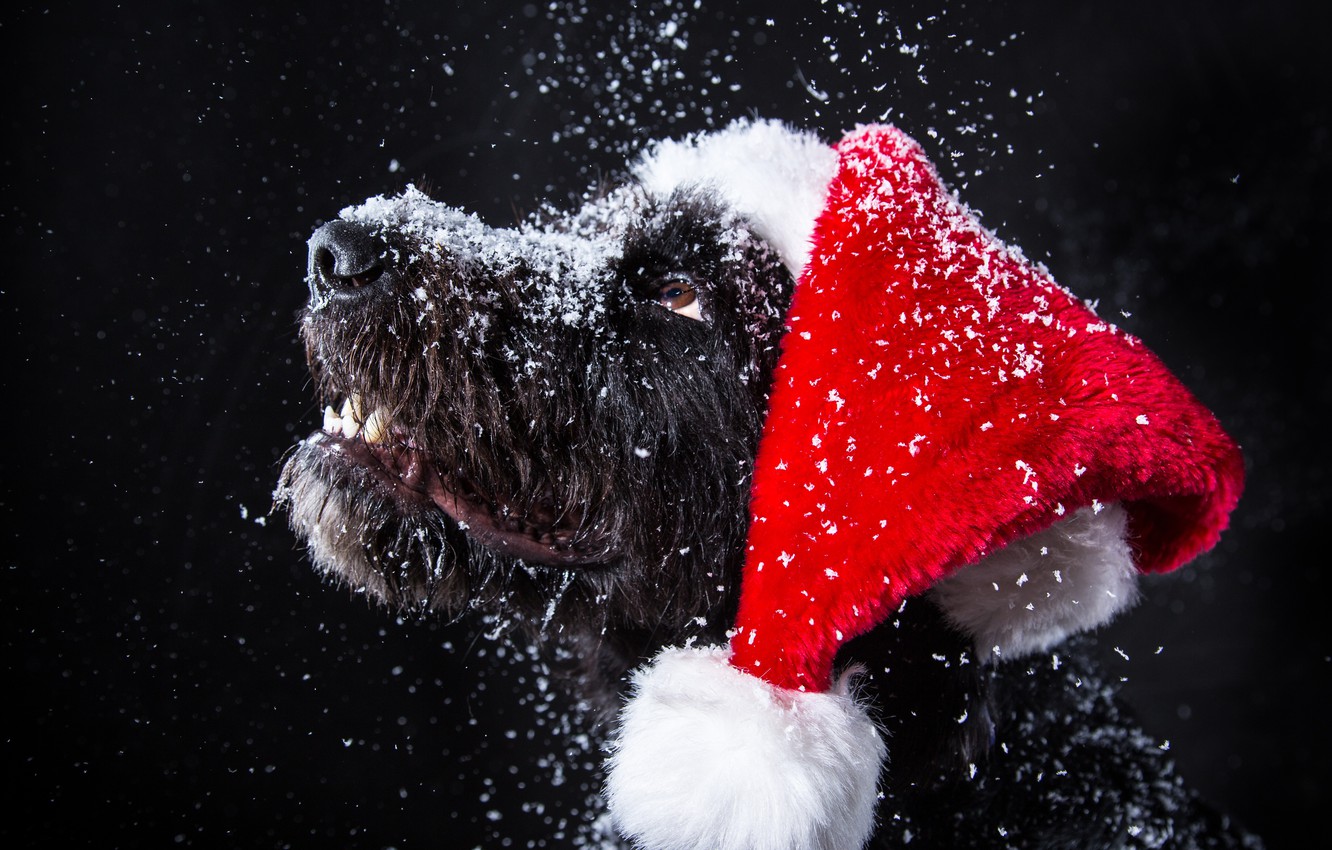 Photo Wallpaper Snow, Dog, New Year, Christmas, Christmas, - Background 1920x1080 Winter Black - HD Wallpaper 