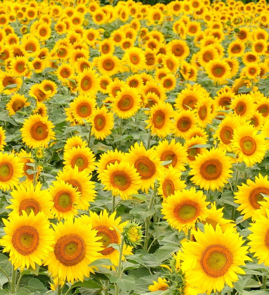 Sunflower Farm Munoz Nueva Ecija - HD Wallpaper 