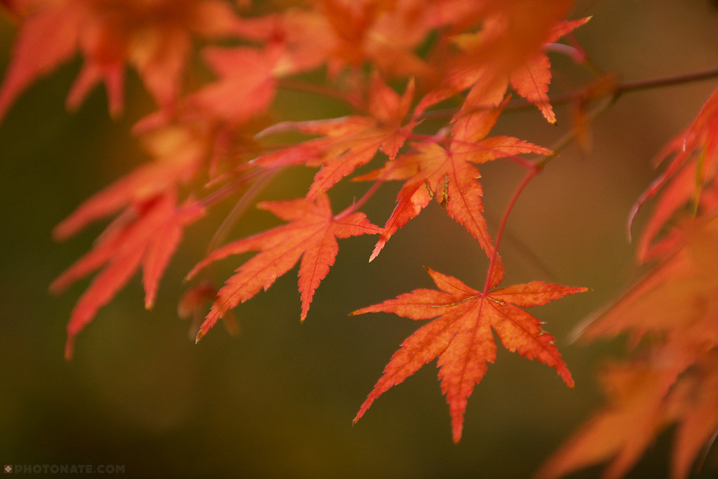 Maple Leaf - HD Wallpaper 
