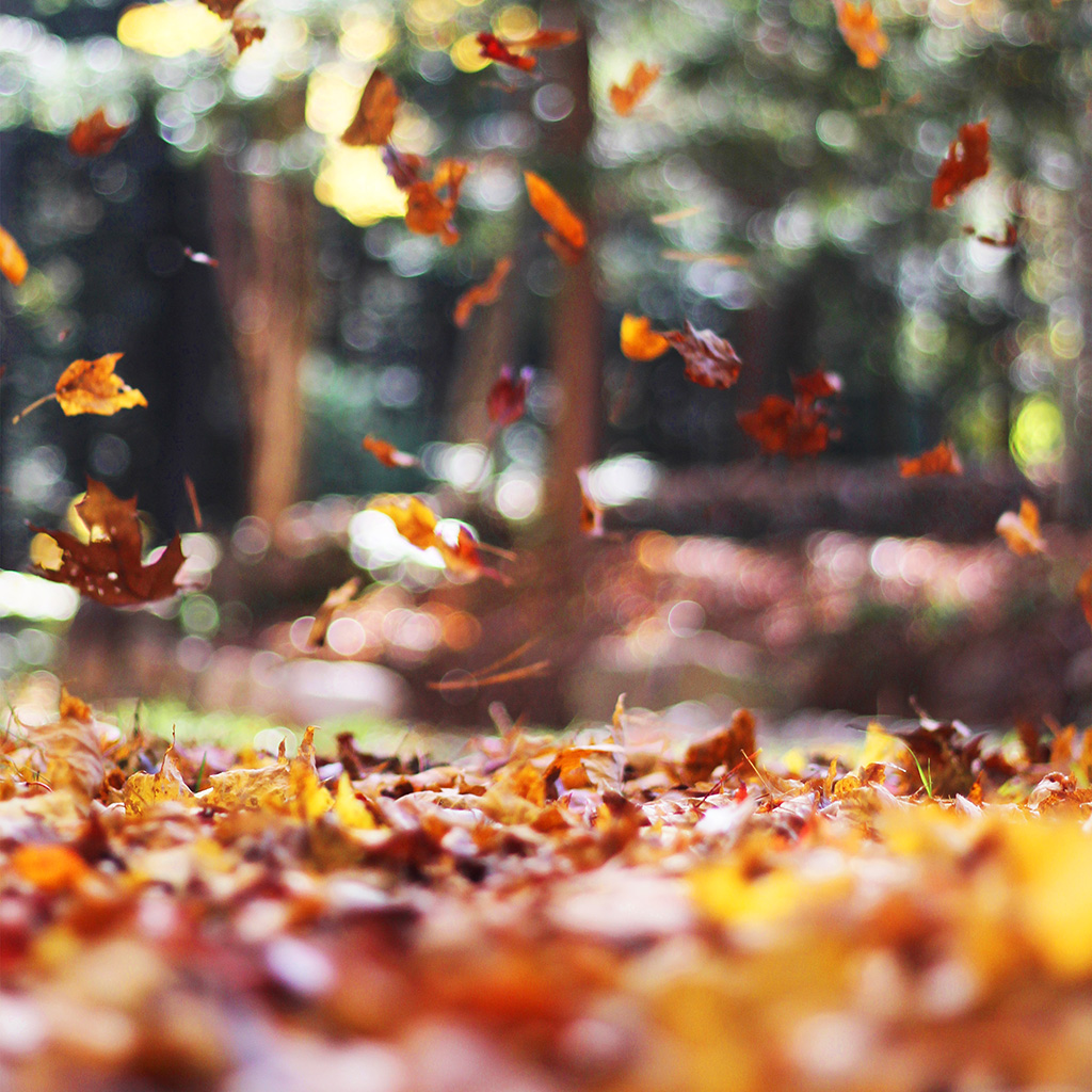 Fall Backgrounds For Ipad - HD Wallpaper 