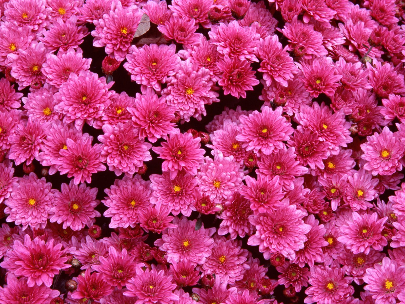 Wallpaper Gambar Bunga - Dark Pink Flowers Background - HD Wallpaper 