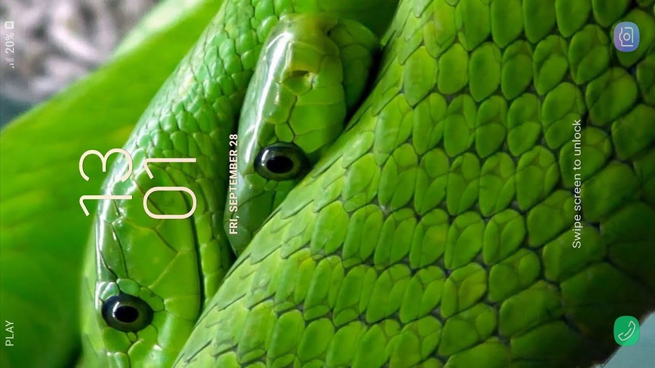 Western Green Mamba - HD Wallpaper 