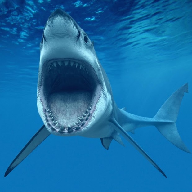 Live Shark - HD Wallpaper 