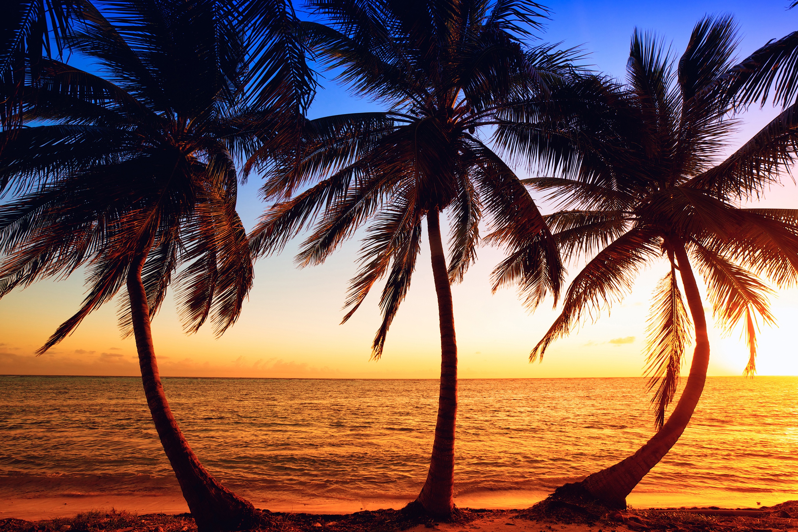 Sunset Palm Tree - HD Wallpaper 