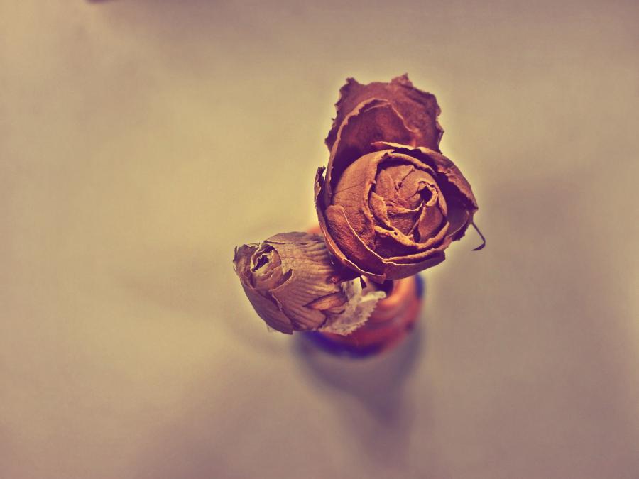 Garden Roses - HD Wallpaper 