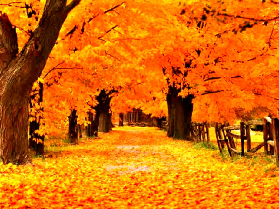 Free Fall Screensavers And Wallpaper The Free Gold - Autumn Screensavers - HD Wallpaper 