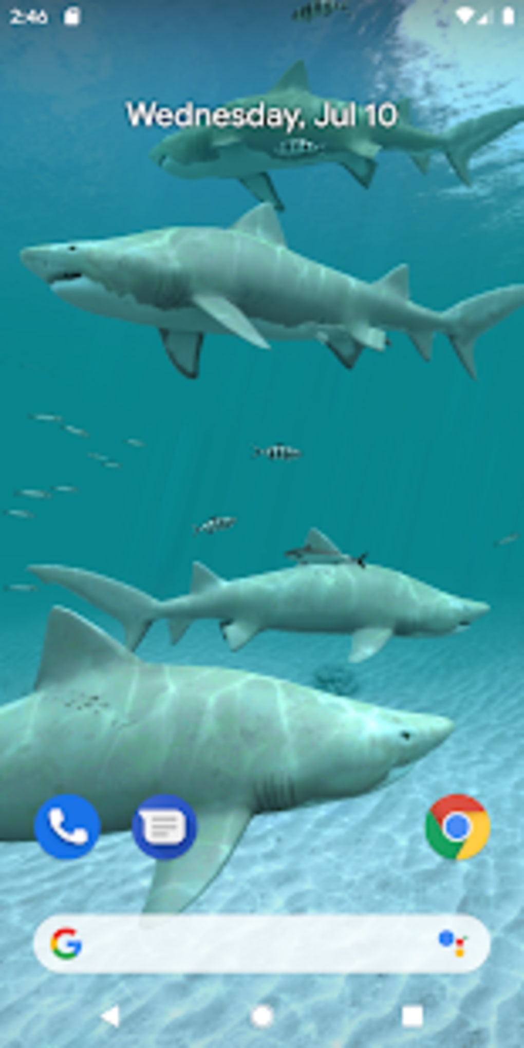 Sharks 3d - Live Wallpaper - Great White Shark - HD Wallpaper 