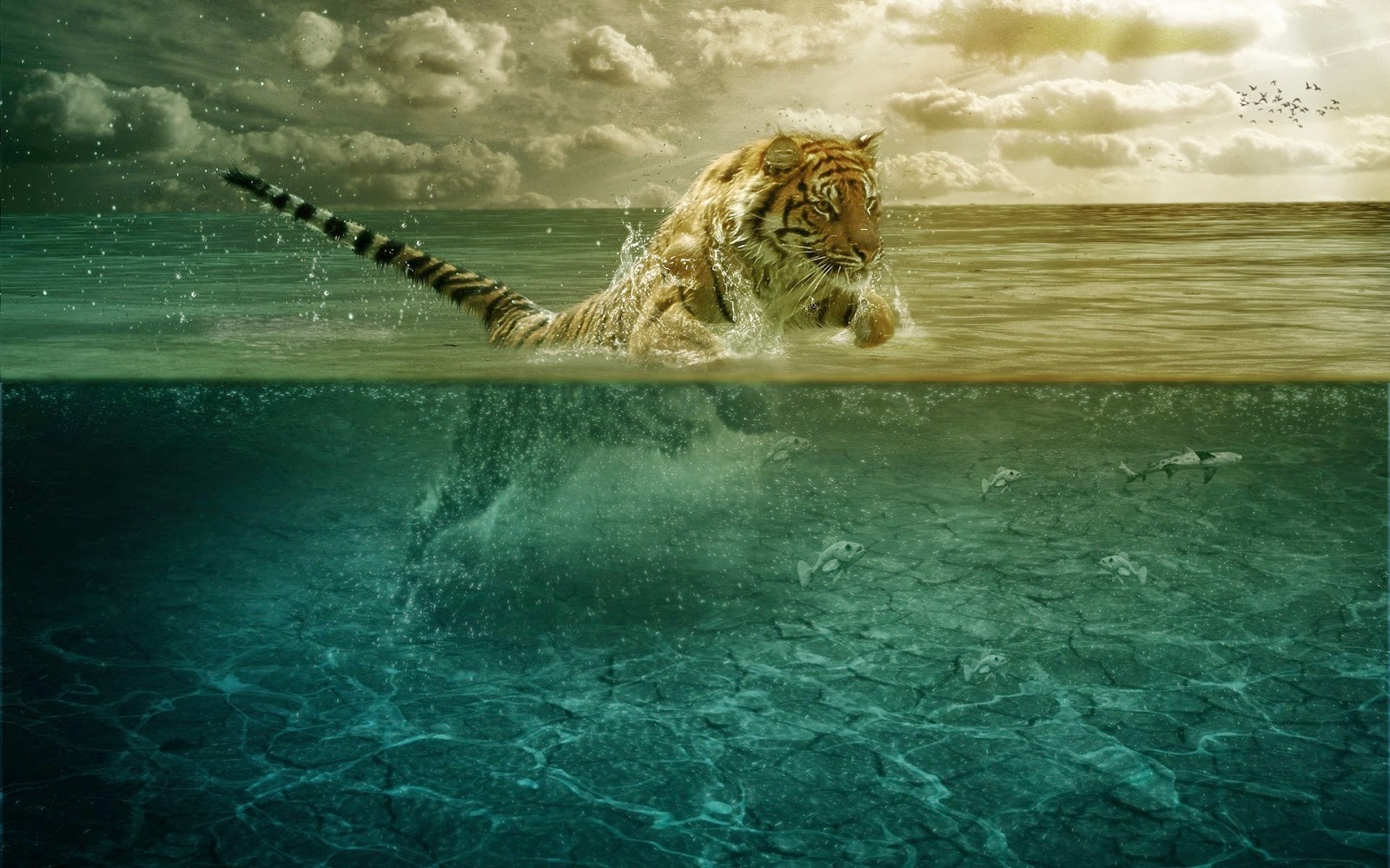 Tiger Desktop Backgrounds - HD Wallpaper 