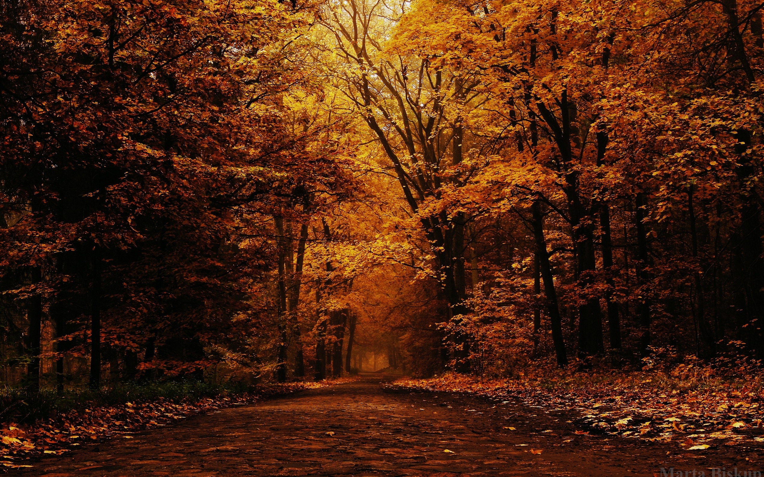 Free Autumn Wallpaper - HD Wallpaper 