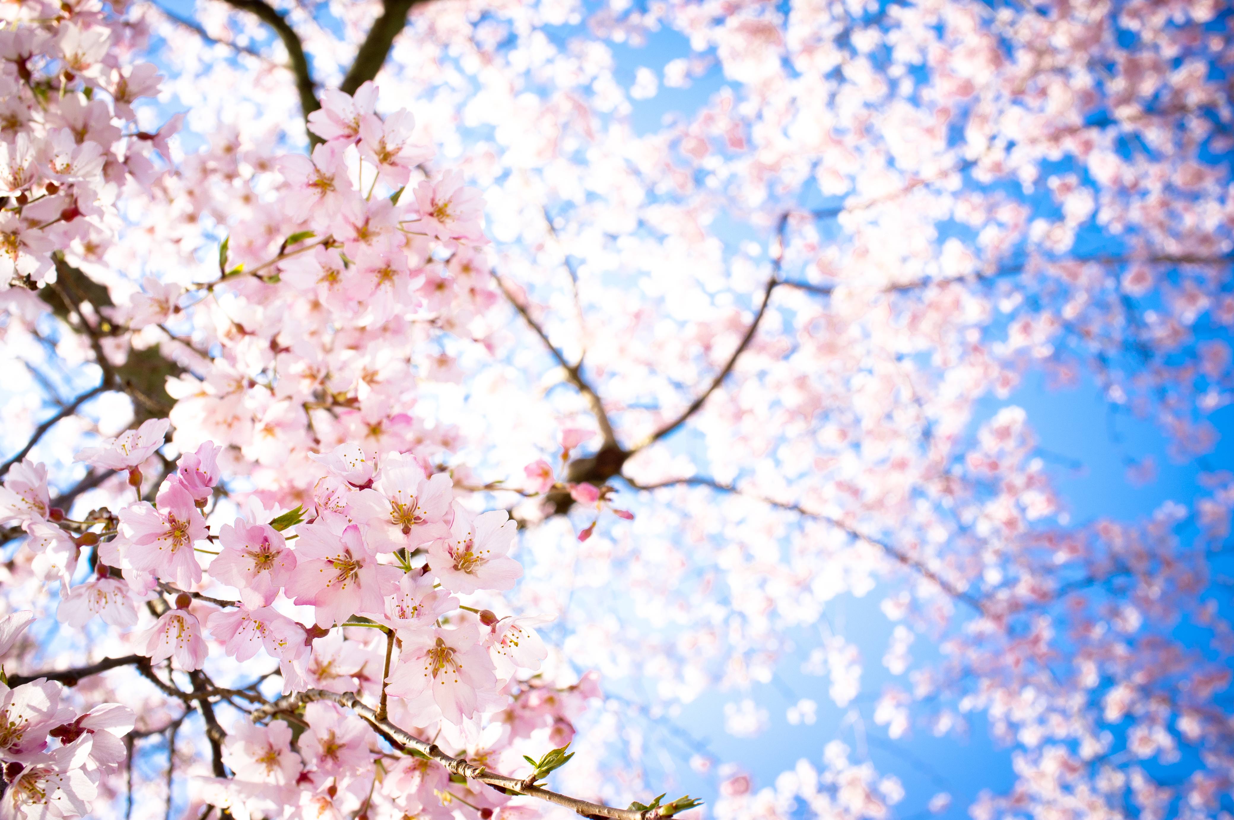 Beautiful Wallpaper Sakura Flower - HD Wallpaper 