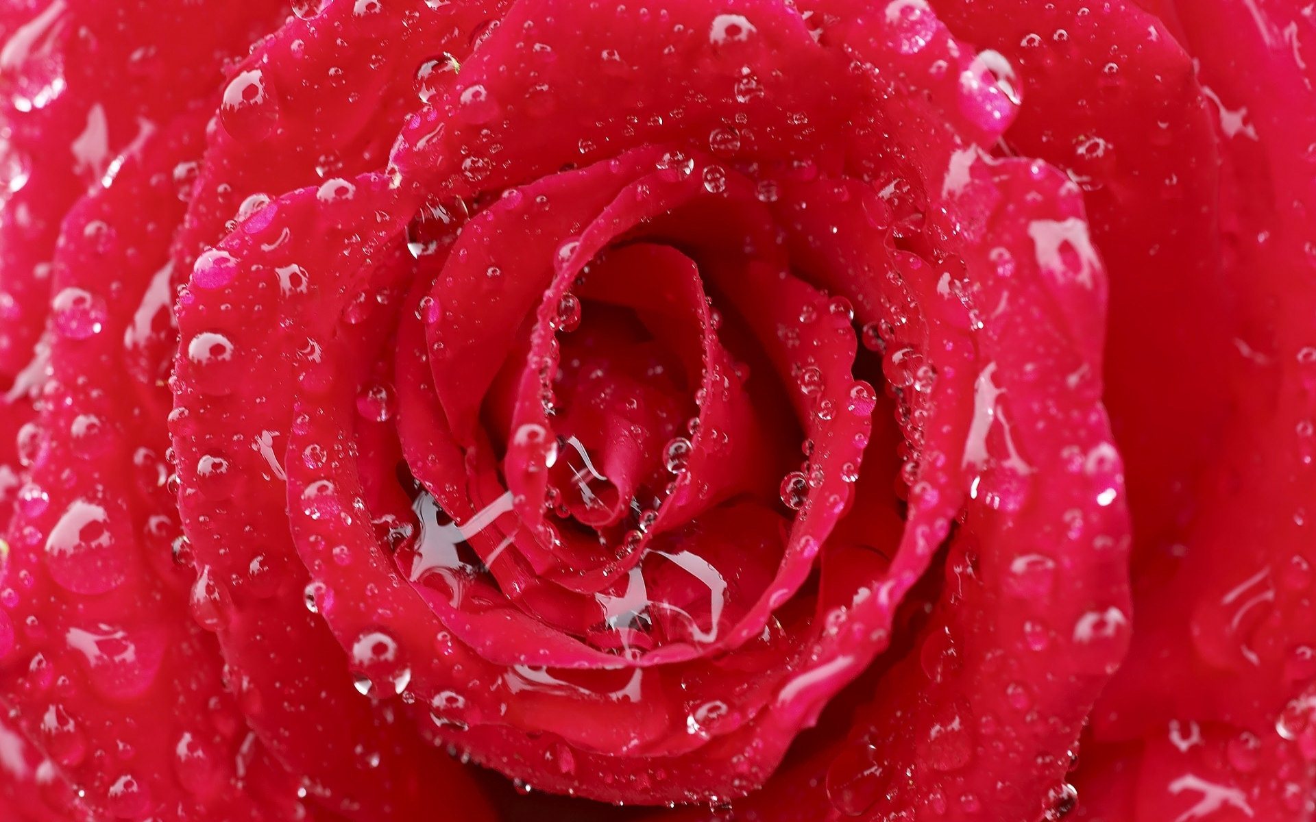 Red Rose Widescreen Hd Wallpaper - Rose Flowers Red Colour - HD Wallpaper 