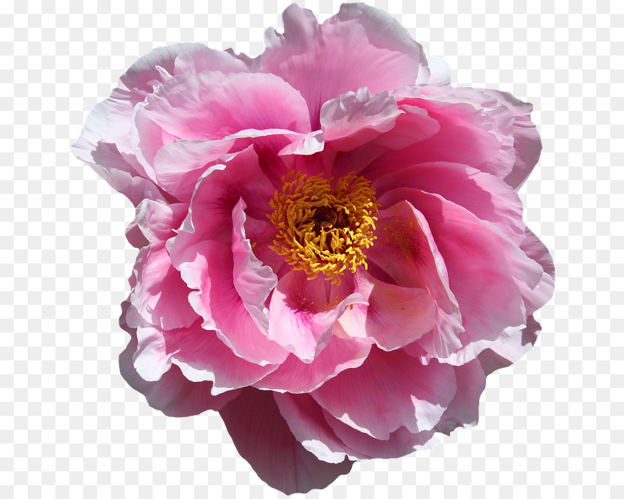 Pink Flower Cartoon - Bunga Mawar Tanpa Background - HD Wallpaper 