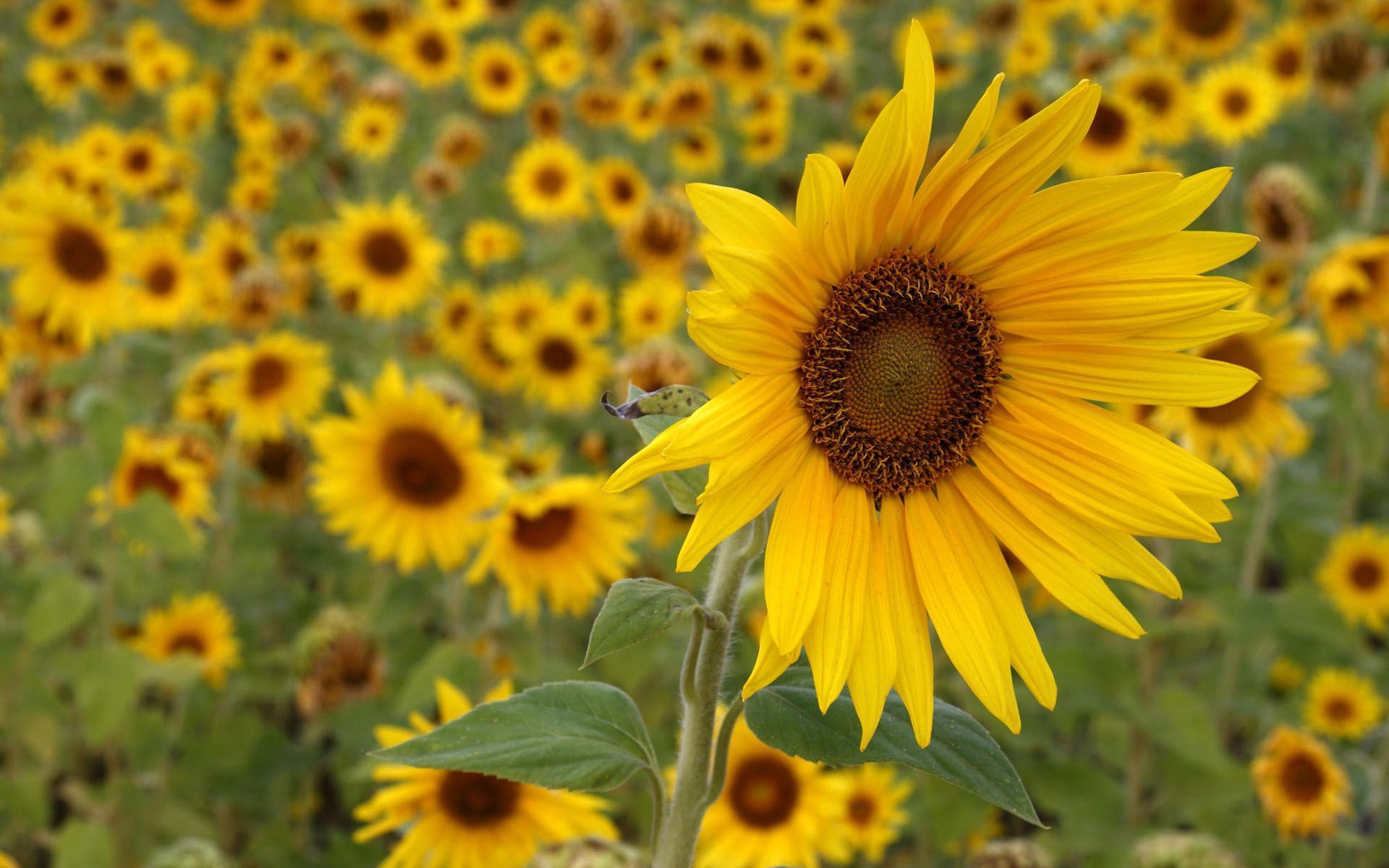 Sunflower - HD Wallpaper 
