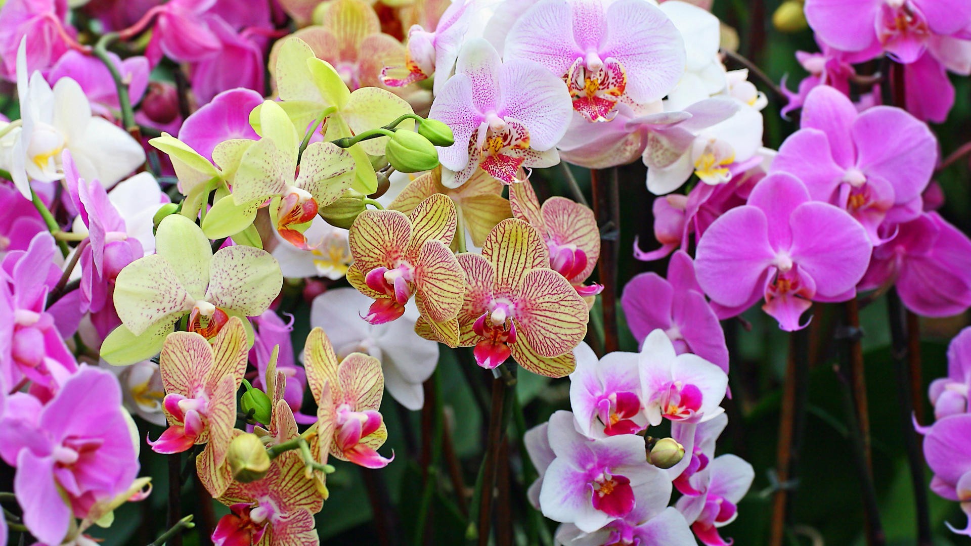 Colorful Orchids - HD Wallpaper 