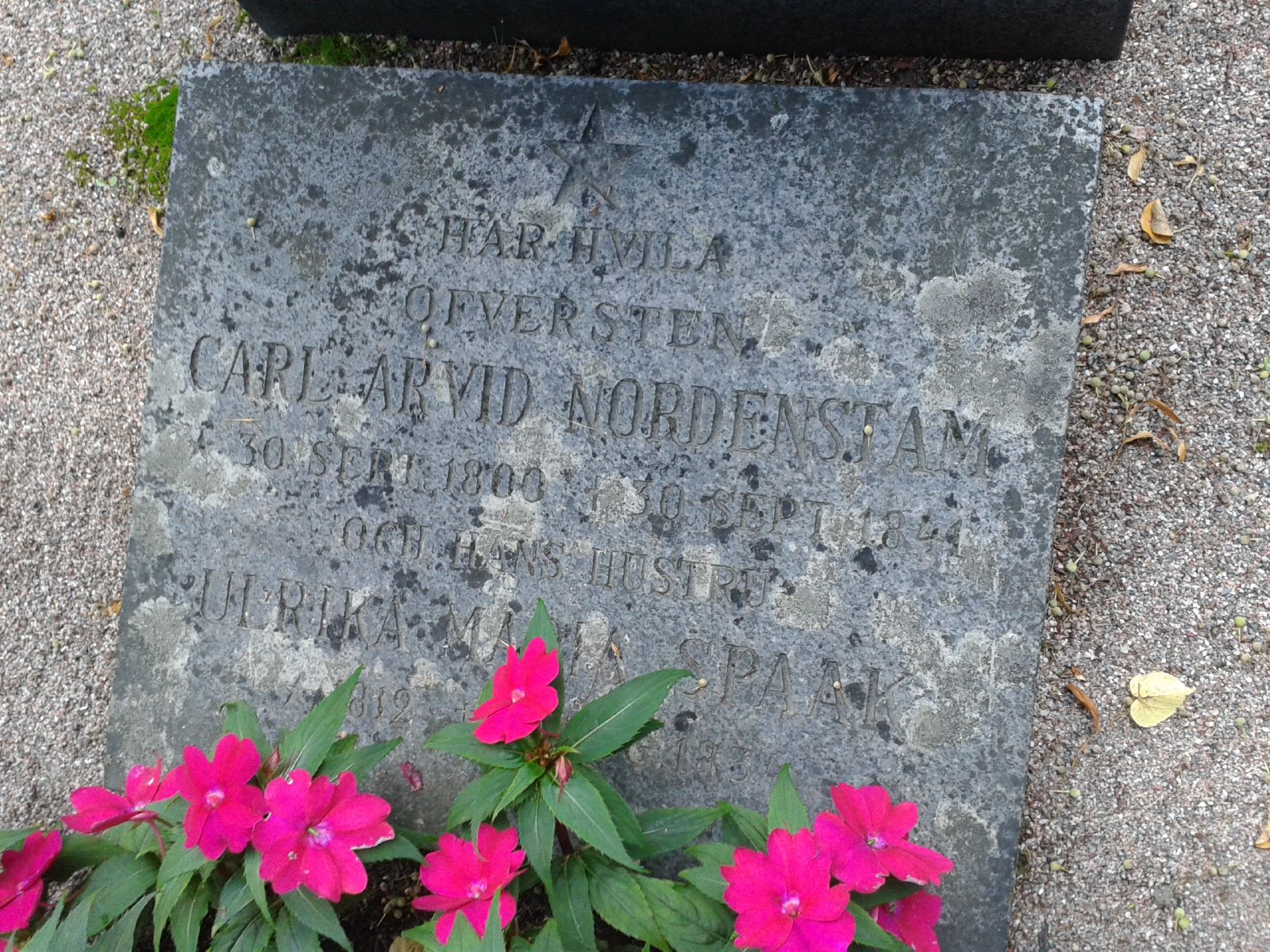 Busy Lizzie - HD Wallpaper 