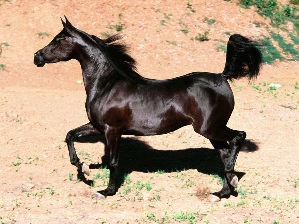 Dark Brown Arabian Horse - HD Wallpaper 