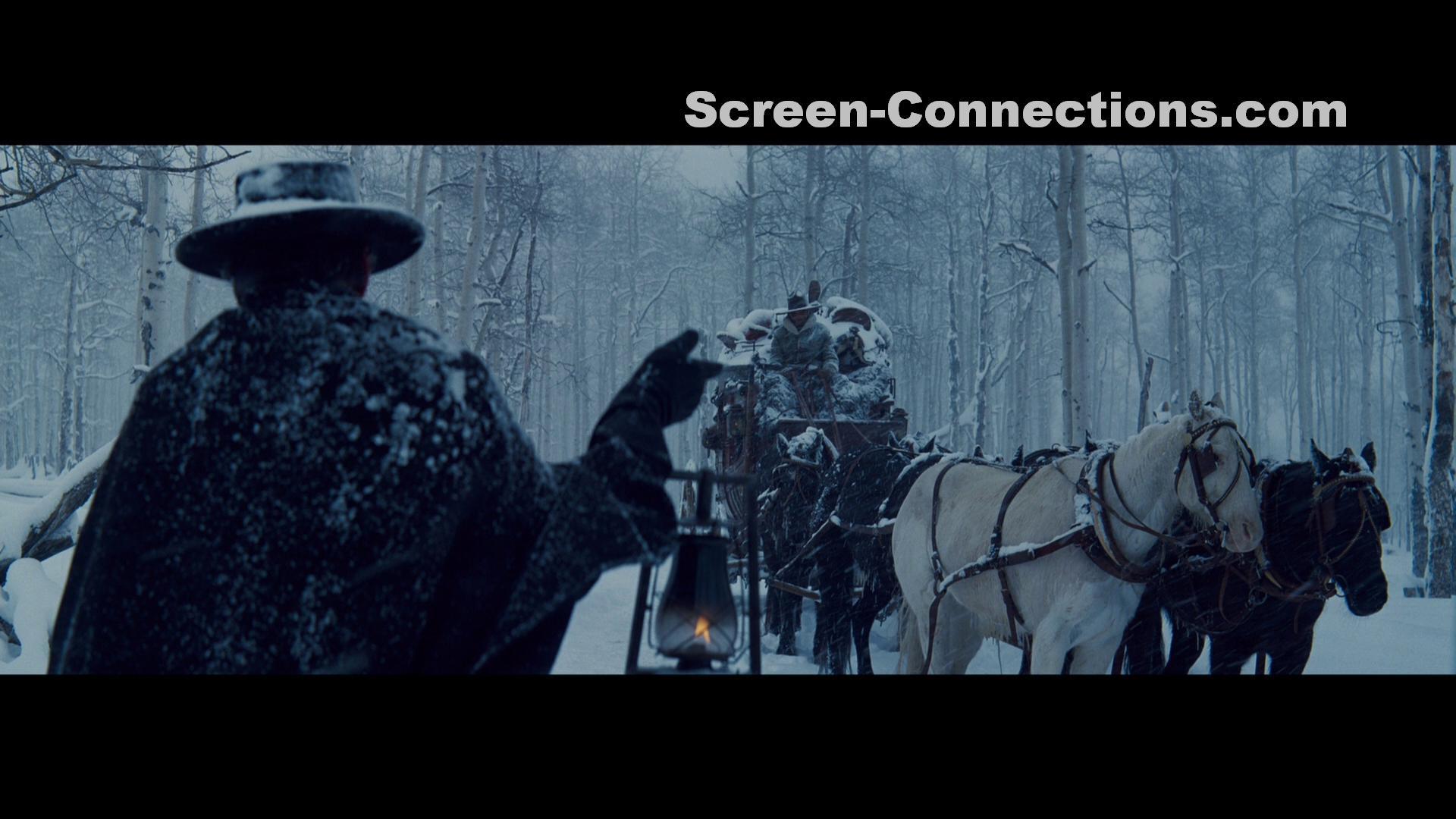 Stallion - HD Wallpaper 