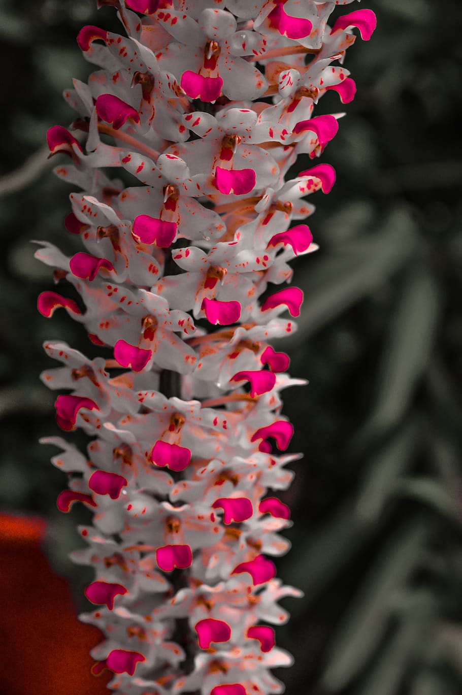 Flowers, Bunch, Orchid, Kerala, Red White, Nikon D3200, - HD Wallpaper 