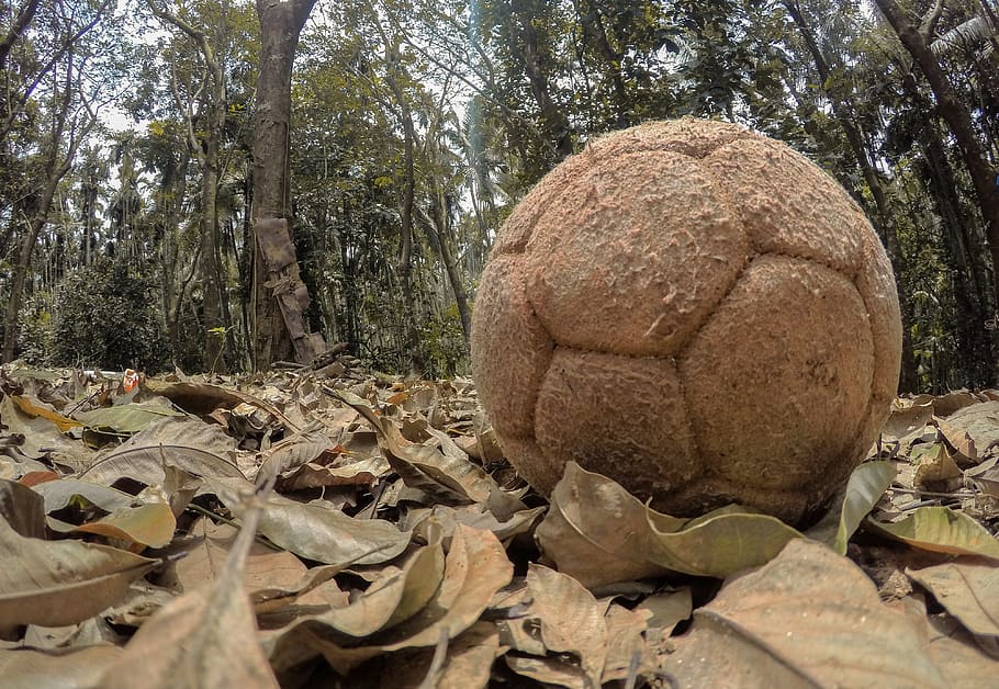 Football, Malappuram, India, Kerala, Leafs, Tree, Trees, - HD Wallpaper 