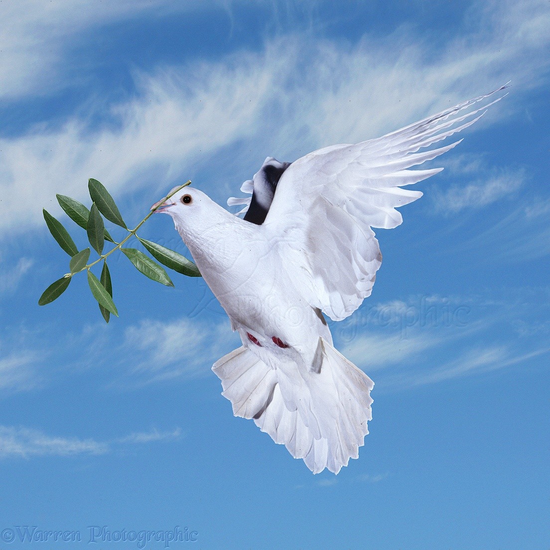 Peace Dove With Olive Branch - HD Wallpaper 