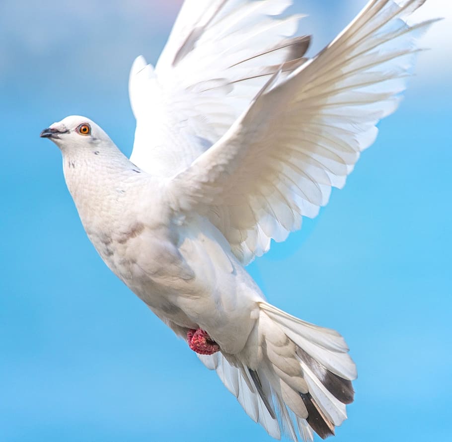 White Bird, White Dove, Bird In Flight, Wing, Pigeon, - Hvid Due - HD Wallpaper 