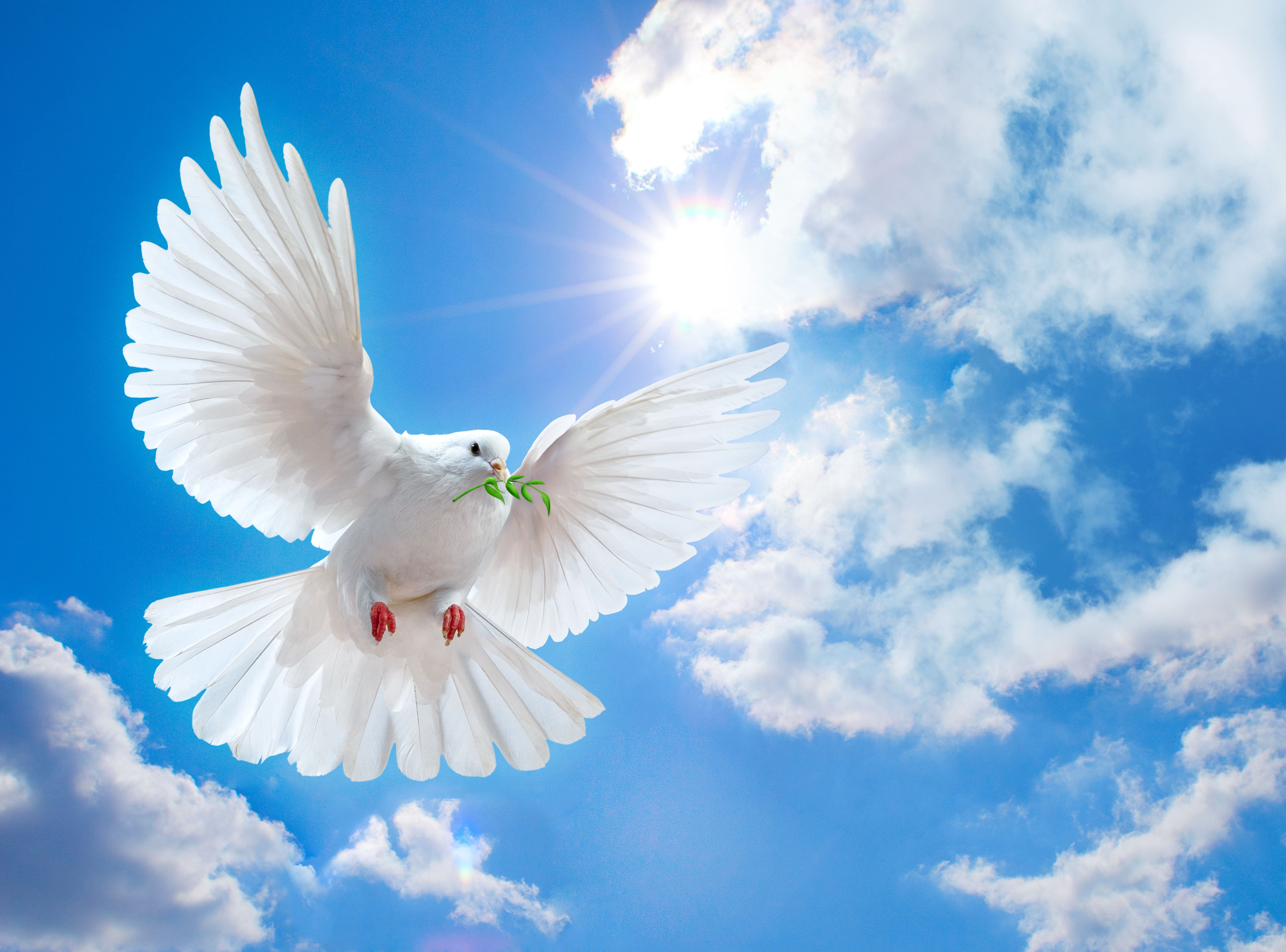 Dove Of Peace Wallpaper - Peace Dove - HD Wallpaper 