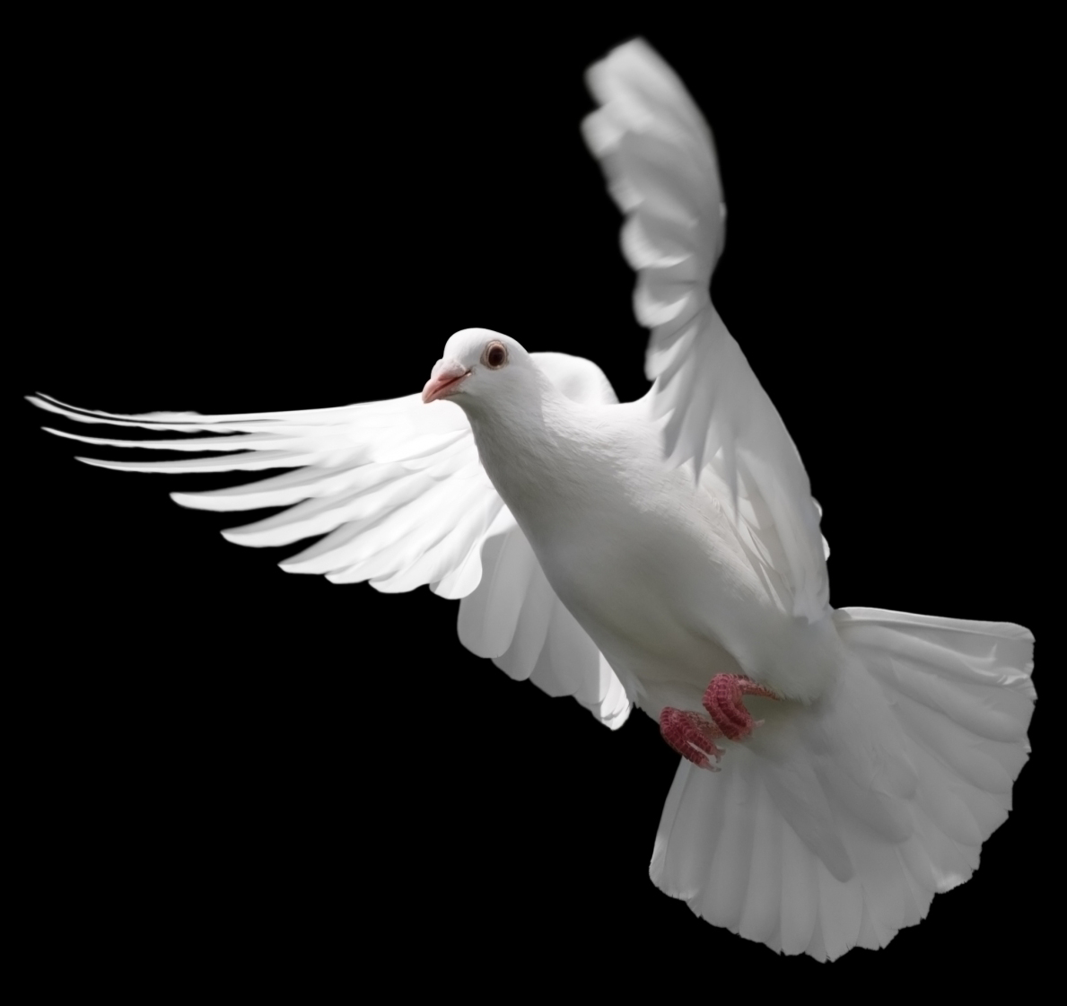 White Dove In Flight - HD Wallpaper 