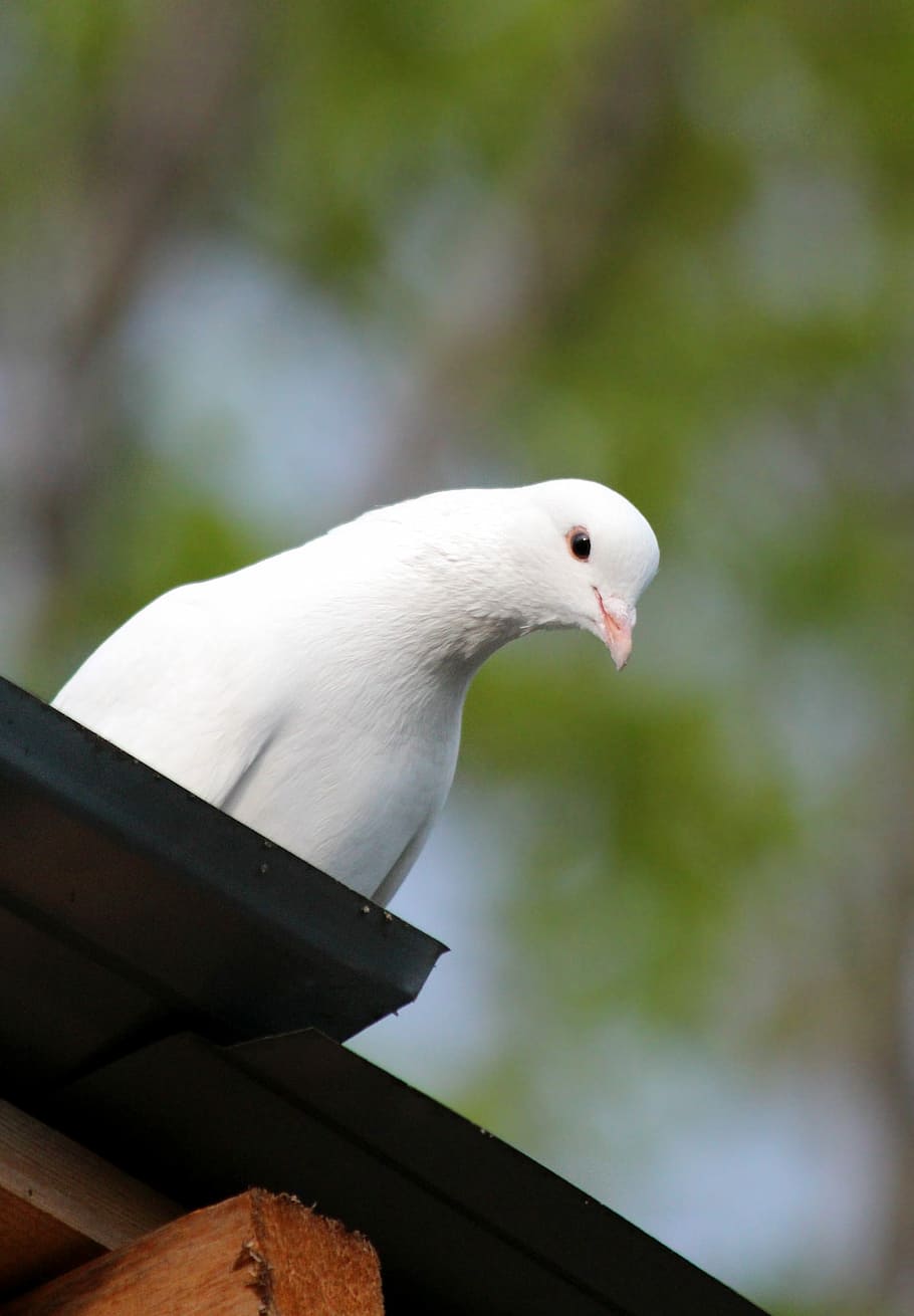 Dove, Bird, No One, Outdoors, Nature, White Bird, White - Rock Dove - HD Wallpaper 