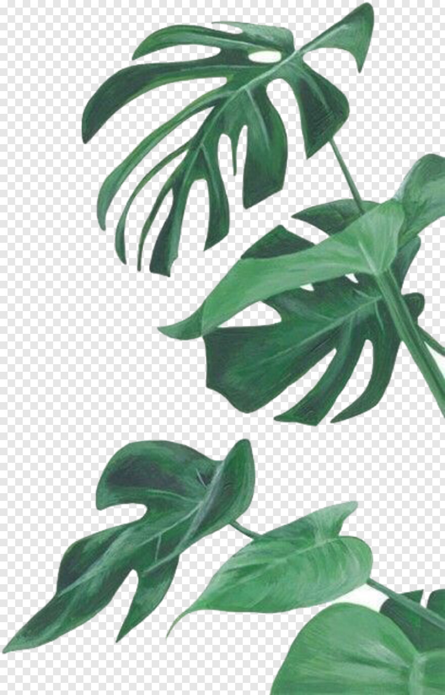 Monstera Wallpaper Iphone, Png Download - Tropical Leaves Watercolour Png - HD Wallpaper 