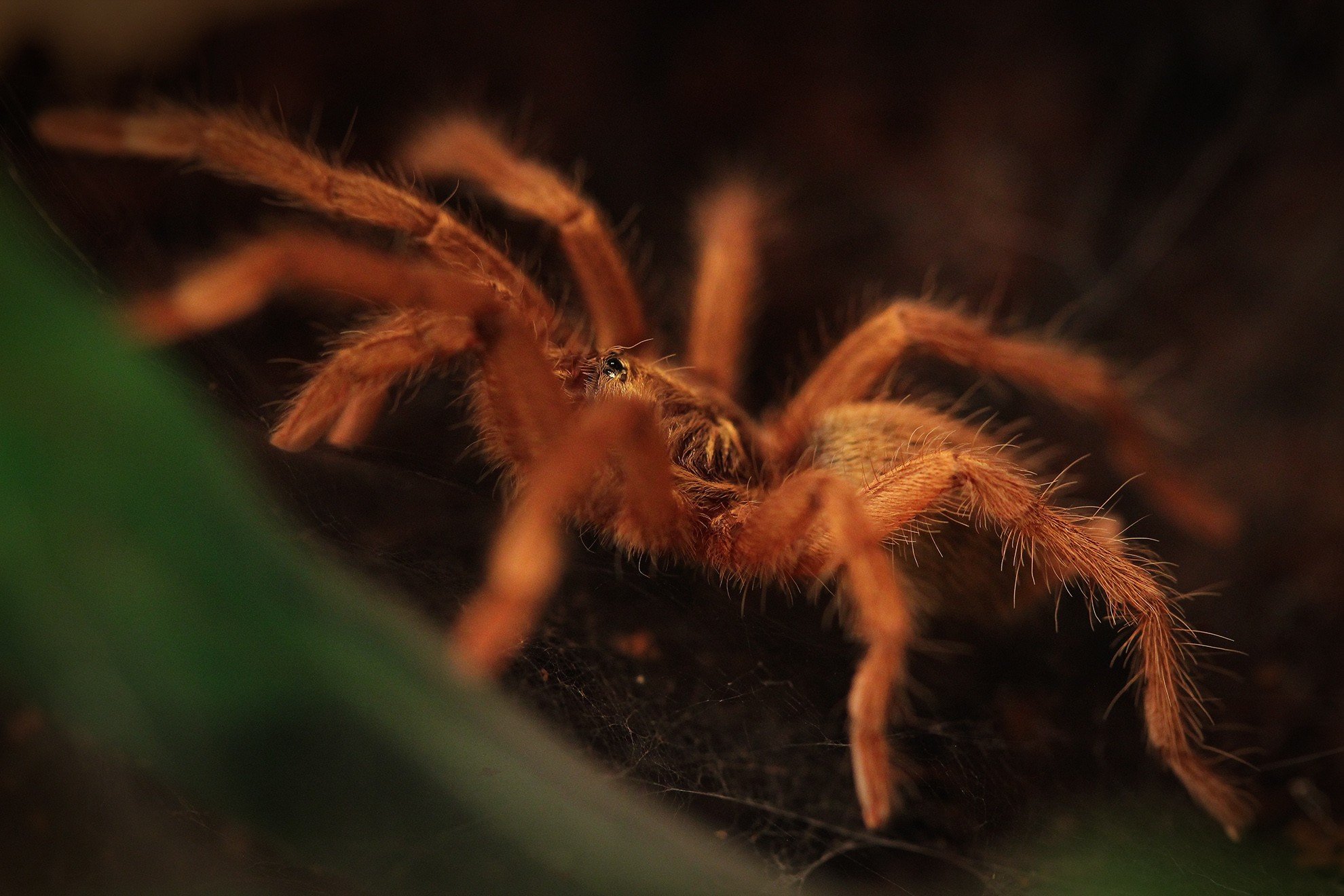 Tarantula Hd - HD Wallpaper 
