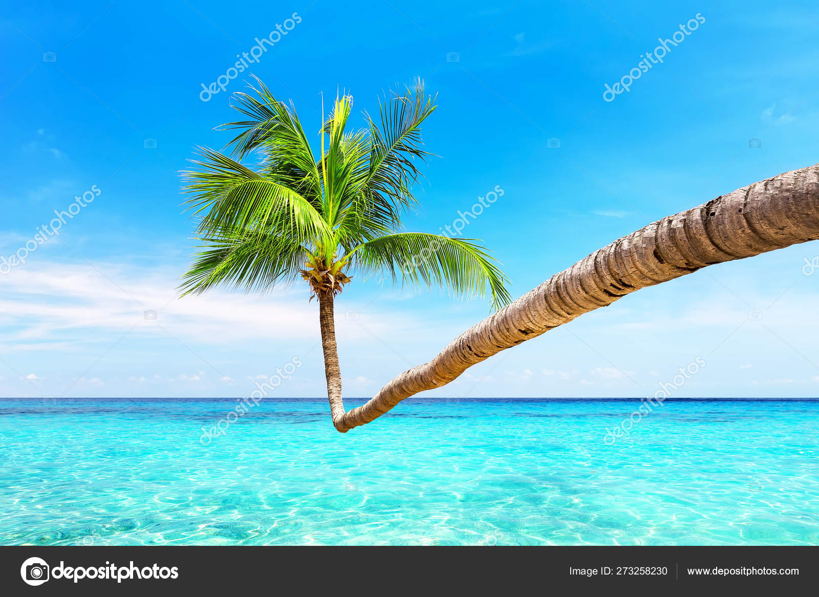 Attalea Speciosa - HD Wallpaper 