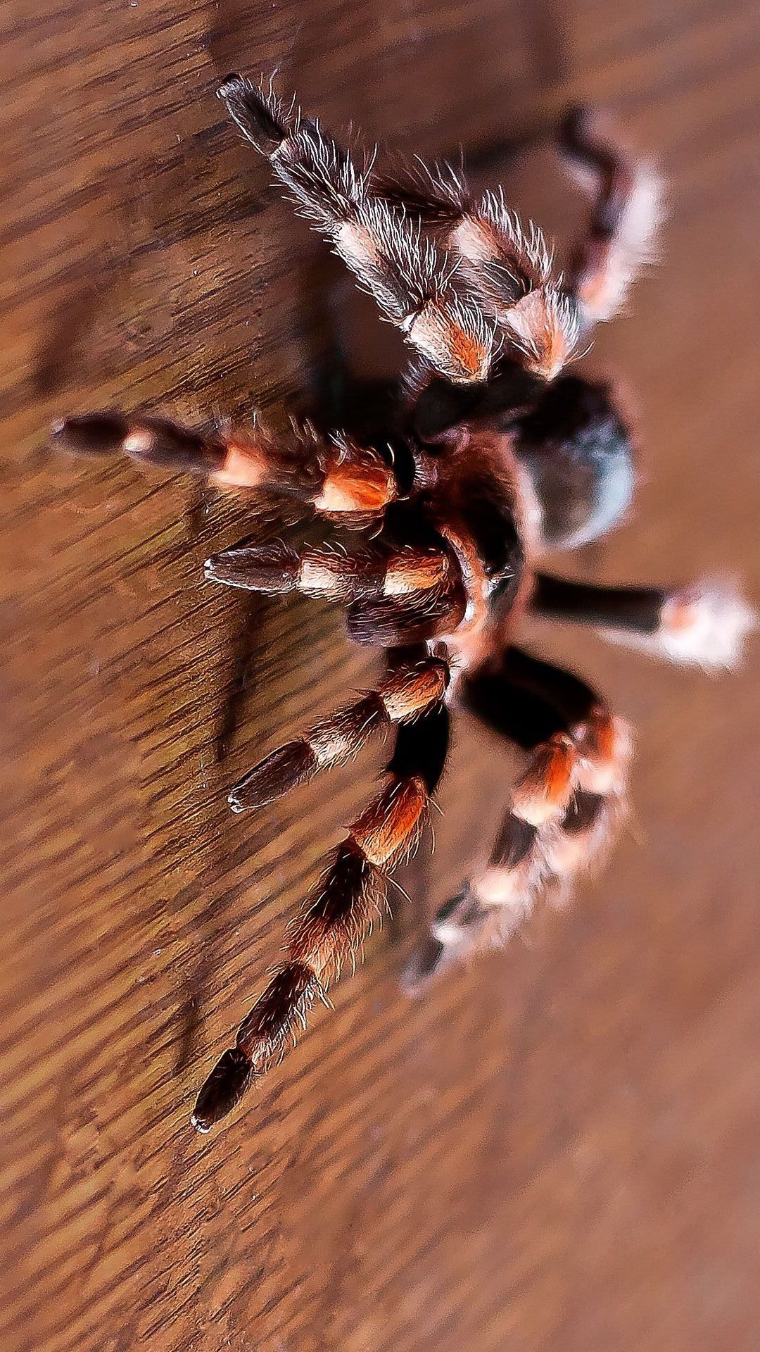 Scary Spider Wallpaper Iphone - HD Wallpaper 