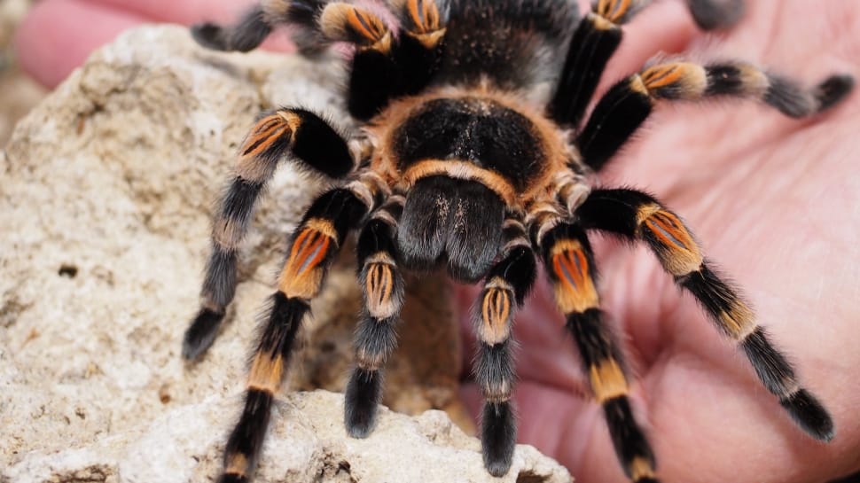 Mexican Red Knee Tarantula Preview - Black And Orange Tarantulas - HD Wallpaper 