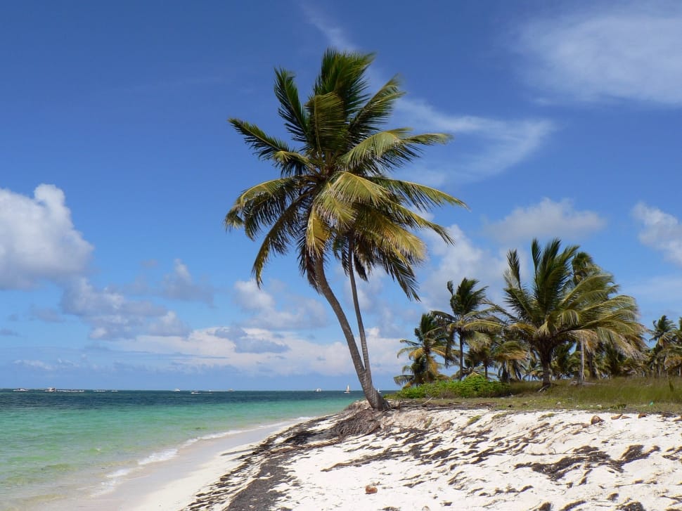 Dominican Republic, Punta Cana, Beach, Palm Tree, Beach - Informacion Sobre El Mar Caribe - HD Wallpaper 