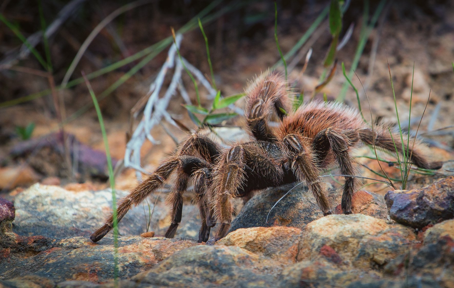 Can Climate Change Affect Tarantulas - HD Wallpaper 
