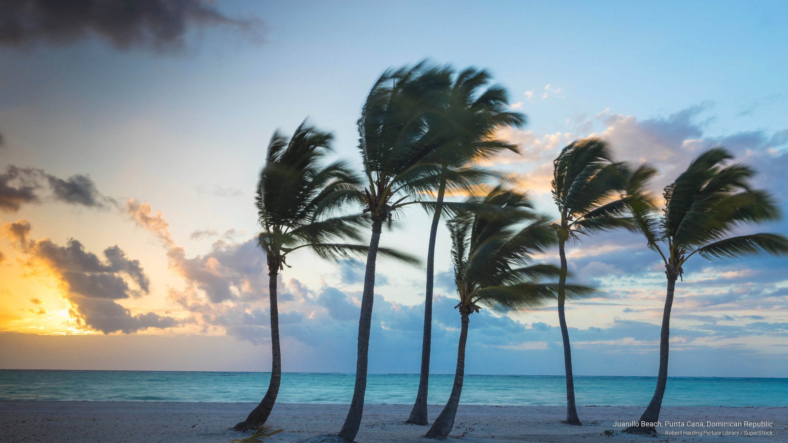 Attalea Speciosa 2560x1440 Wallpaper teahub.io