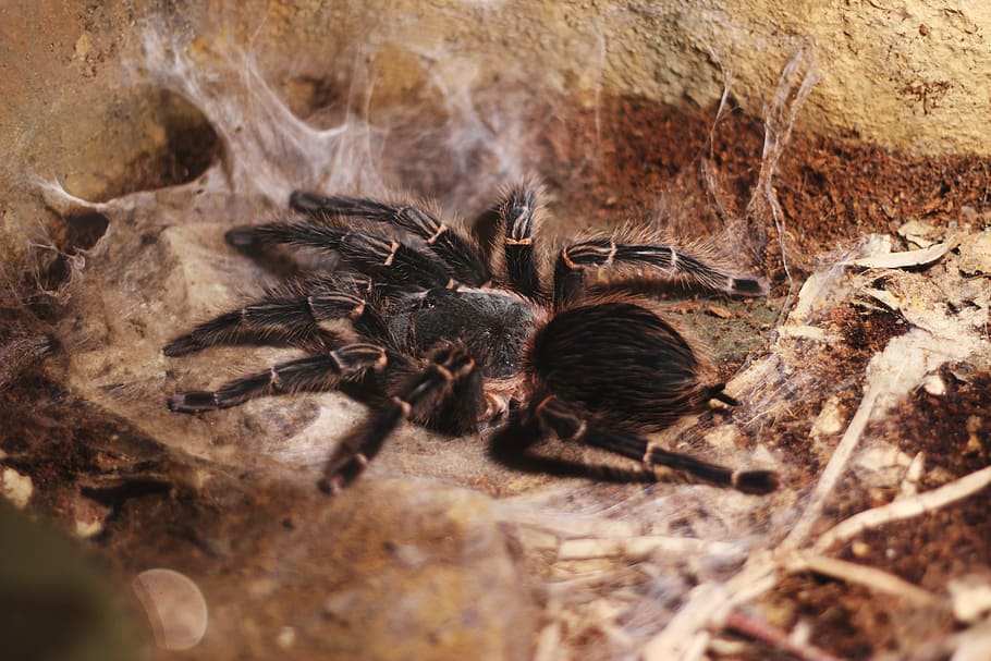 Post Molt Grammostola Pulchripes Stretching On Web, - Number 16 Spider Dies - HD Wallpaper 