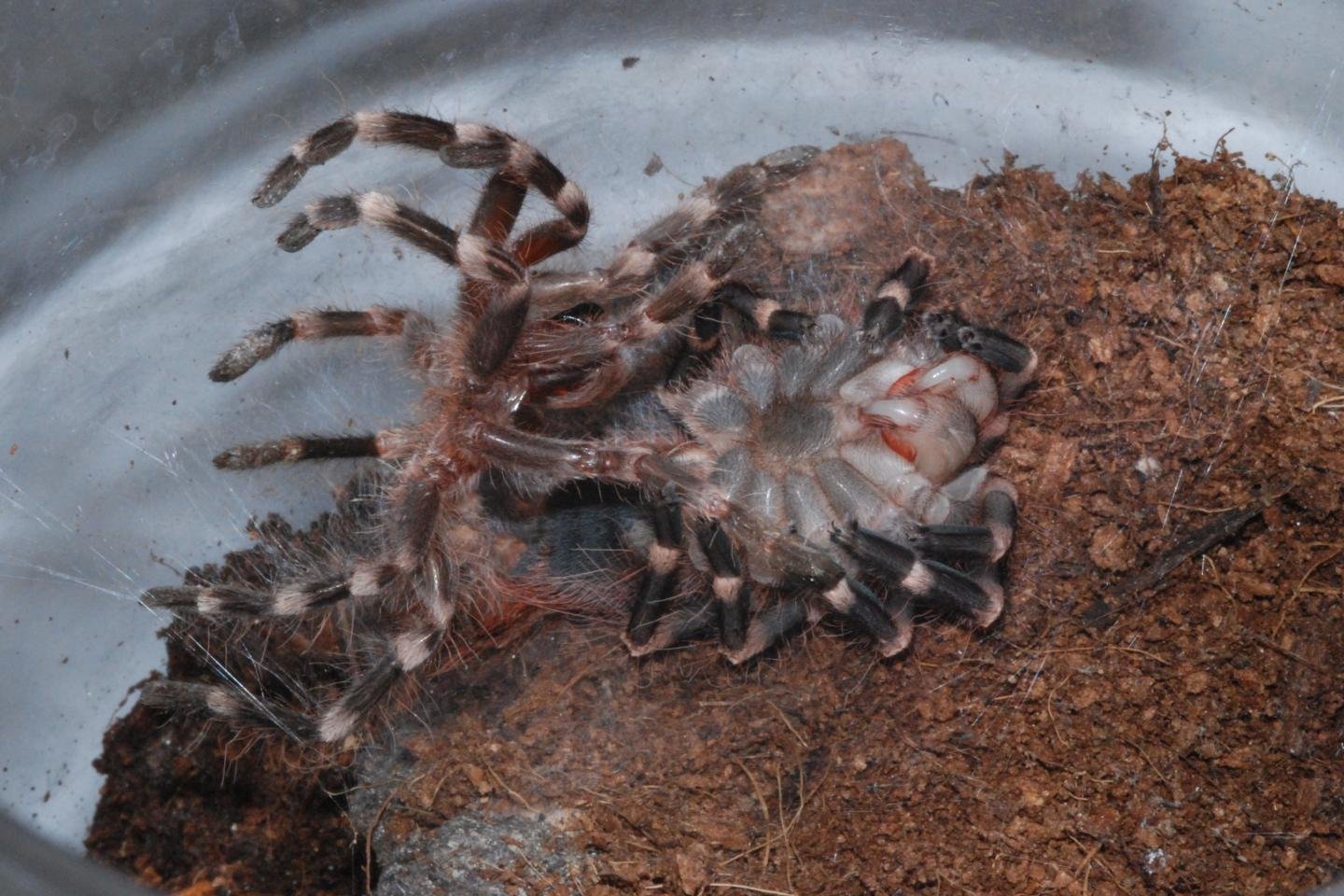 Best Tarantula Wallpaper Id - Molting Meaning - HD Wallpaper 
