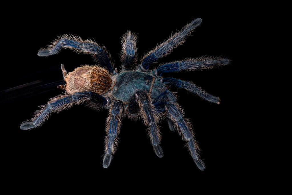 Tarantula - HD Wallpaper 